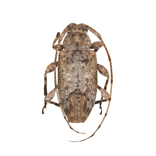 Leptostylus cretatellus - photo 8