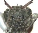 Leptostylus transversus - photo 2