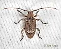 Leptostylus transversus - photo 3