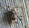 Leptostylus transversus - photo 4