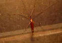 Leptotarsus testaceus