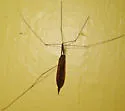 Leptotarsus testaceus - photo 3