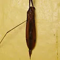 Leptotarsus testaceus - photo 4