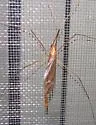 Leptotarsus testaceus - photo 5