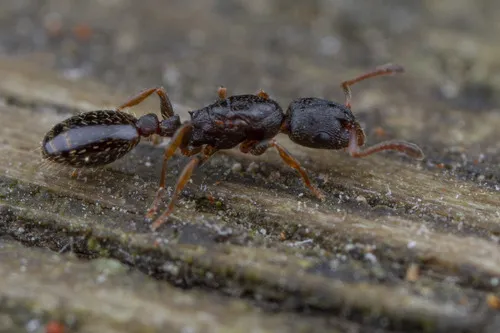 formerly Leptothorax muscorum