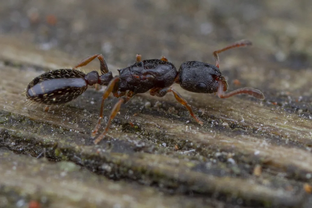 formerly Leptothorax muscorum - photo 2