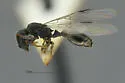 Leptothorax crassipilis