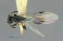 Leptothorax crassipilis - photo 2