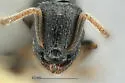 Leptothorax crassipilis - photo 3