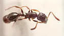 Leptothorax crassipilis - photo 4