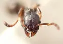 Leptothorax crassipilis - photo 5