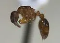 Leptothorax paraxenus