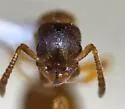 Leptothorax paraxenus - photo 2
