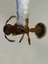 Leptothorax paraxenus - photo 3