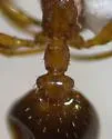 Leptothorax paraxenus - photo 4