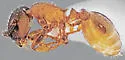 The Notched Leptothorax