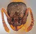 The Notched Leptothorax - photo 2