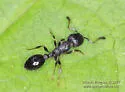 Leptothorax sphagnicola