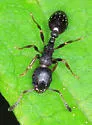 Leptothorax sphagnicola - photo 2