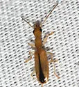 Leptotrachelus depressus