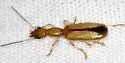 Leptotrachelus depressus - photo 2