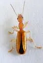 Leptotrachelus depressus - photo 3