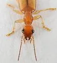 Leptotrachelus depressus - photo 4