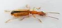 Leptotrachelus depressus - photo 5