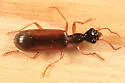 Leptotrachelus dorsalis - photo 2