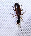 Leptotrachelus dorsalis - photo 3