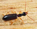 Leptotrachelus dorsalis - photo 4