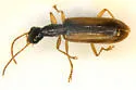 Leptotrachelus dorsalis - photo 5