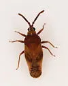 Leptoypha barberi