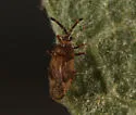 Leptoypha barberi - photo 2