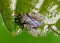 Leptoypha costata