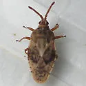 Leptoypha costata - photo 2