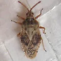 Leptoypha costata - photo 3