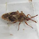 Leptoypha costata - photo 4