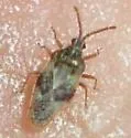 Leptoypha costata - photo 5