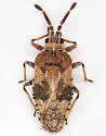Leptoypha minor