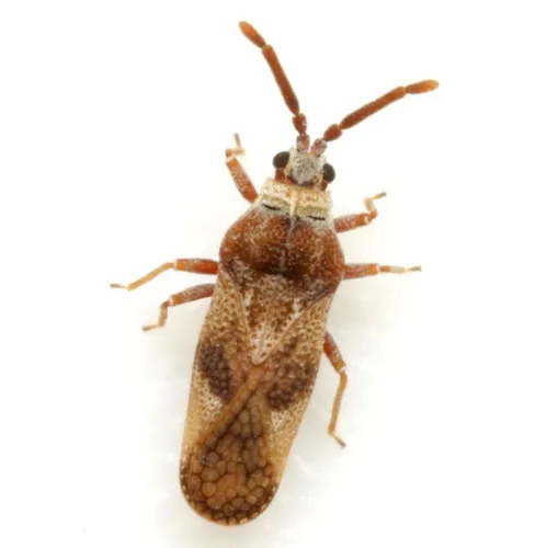 Fringetree Lace Bug