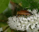 Leptura abdominalis