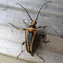 Leptura abdominalis - photo 2