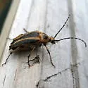 Leptura abdominalis - photo 3