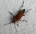 Leptura abdominalis - photo 4