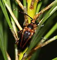 Leptura abdominalis - photo 5