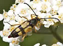 Leptura hovorei
