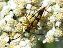 Leptura hovorei - photo 2