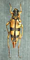 Leptura hovorei - photo 3