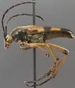 Leptura hovorei - photo 5